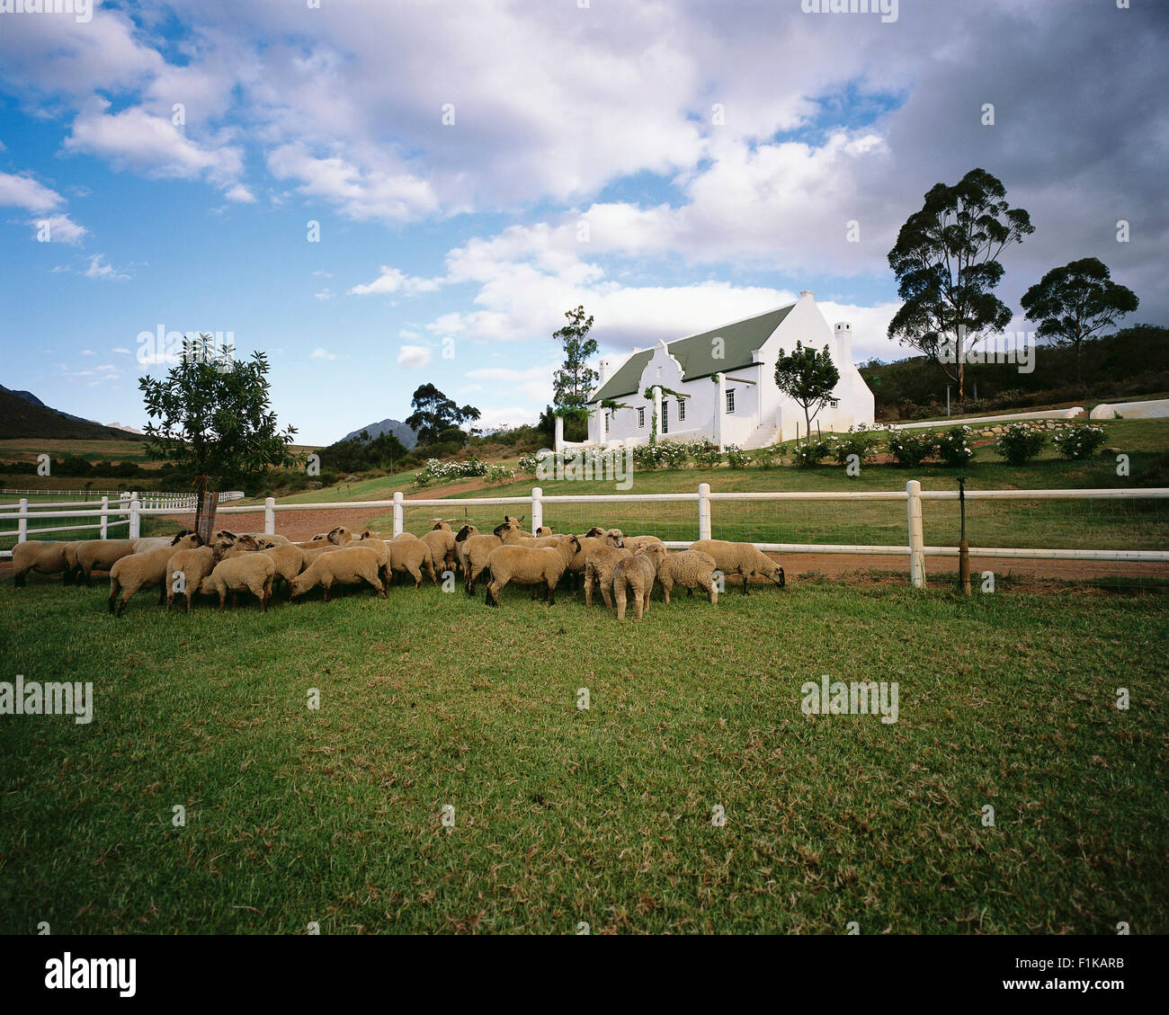 Sheep in Field Swellendam, Western Cape, South Africa Stock Photo