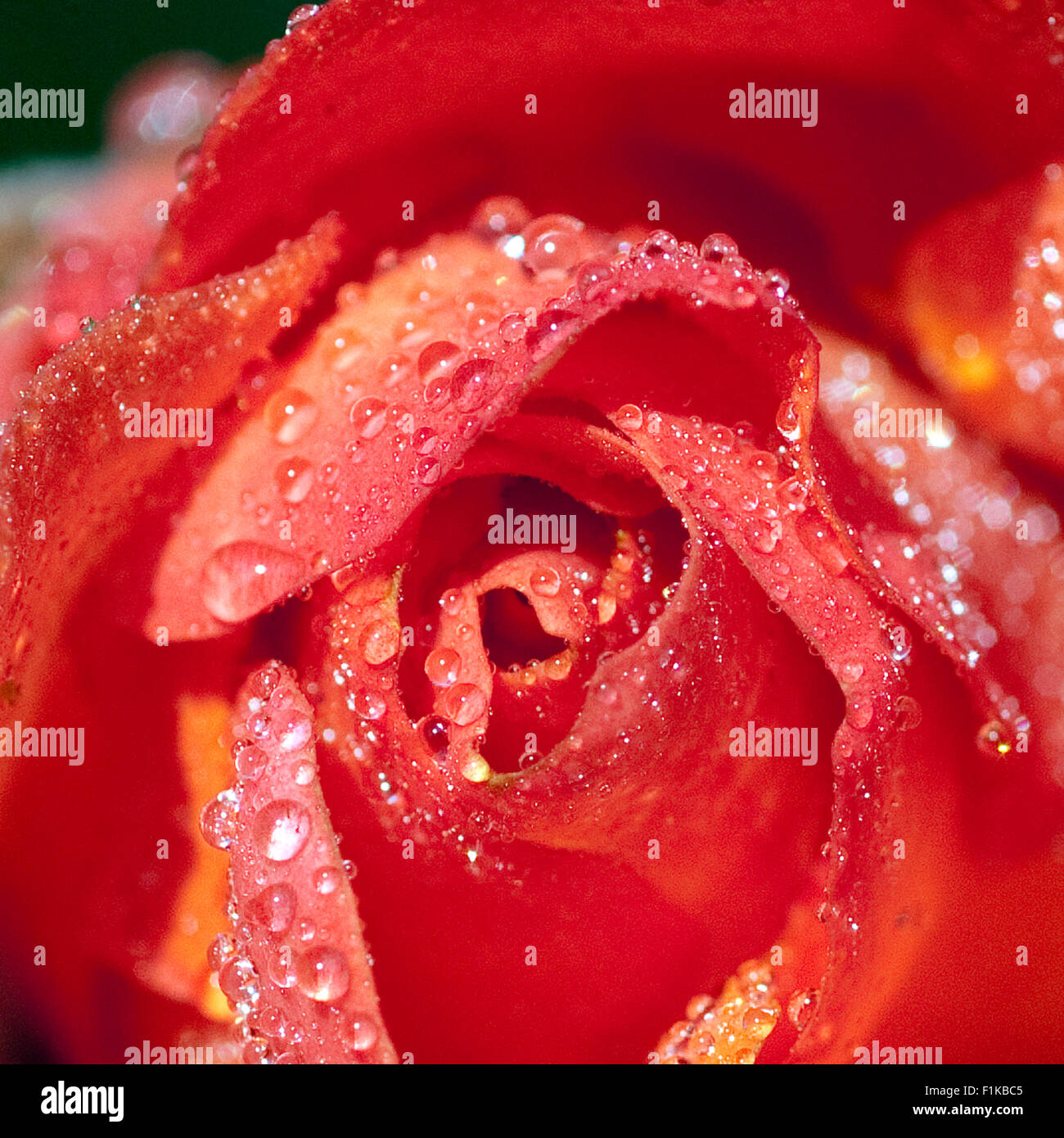 Westerland, Strauchrose, Gartenblume, rose Stock Photo Alamy