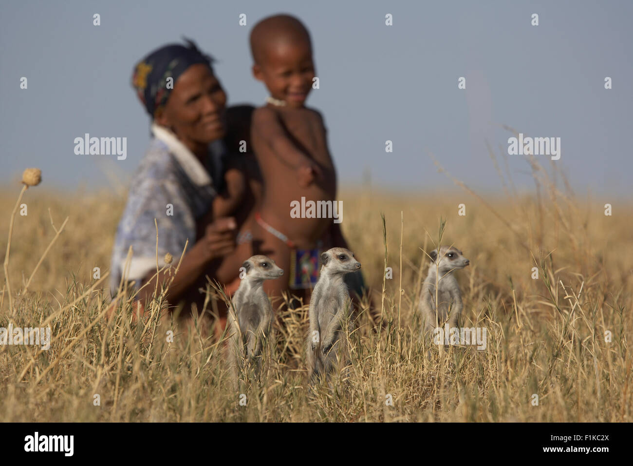 Meerkat with bushman in the background Stock Photo