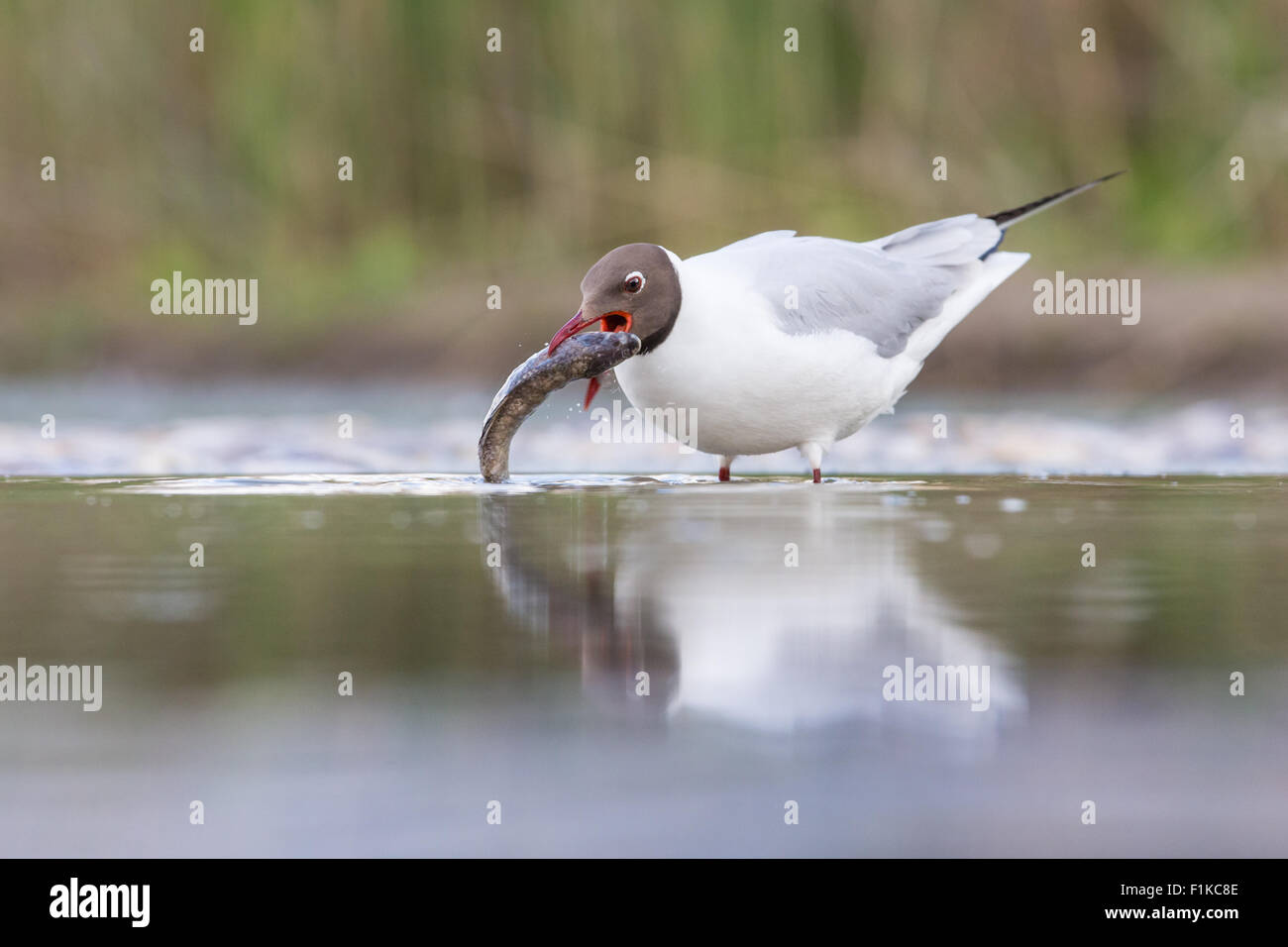 Black-headed gull (Chroicocephalus ridibundus) catching a fish in  shallow water at the edge of a lake Stock Photo