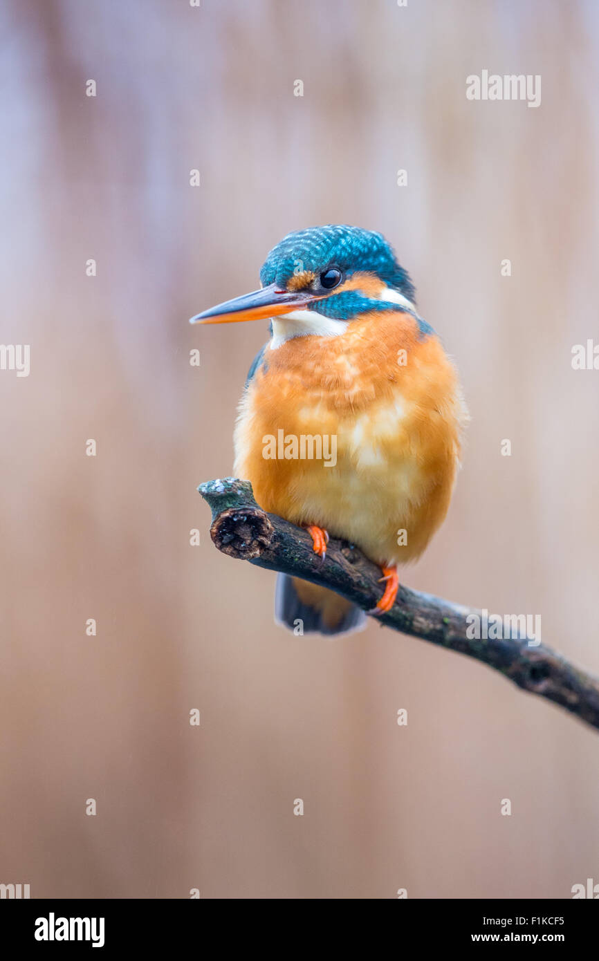 Common Kingfisher (Alcedo atthis) perching on a branch Stock Photo