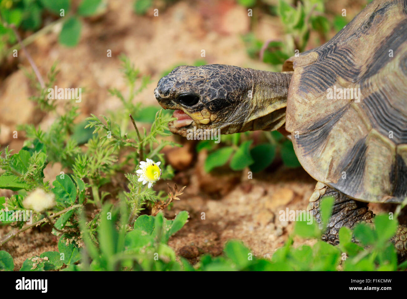 A angulate tortoise (Chersina angulata) eating spring flowers in the