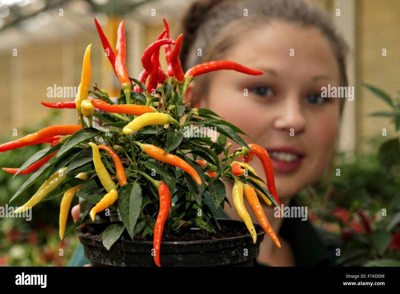 Millets Farm, Oxfordshire, UKEmily Potter from Milletts Farm in Oxfordshire is hoping to heat up the weekend with a Chilli Fiesta. The event, which is free, features traditional Mexican live music, tastings galore and more than 20 varieties of chilli including the Bhut Jolokia, Dorset Naga & Trinidad Scorpion.  Last year the Fiuesta had over 8,000 visitors over the weekend    Credit:  Ric Mellis/Alamy Live News Stock Photo