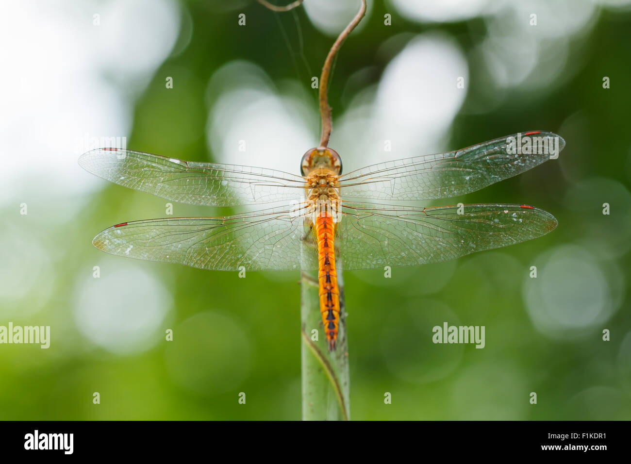 Dragonfly on leaf close up Stock Photo - Alamy