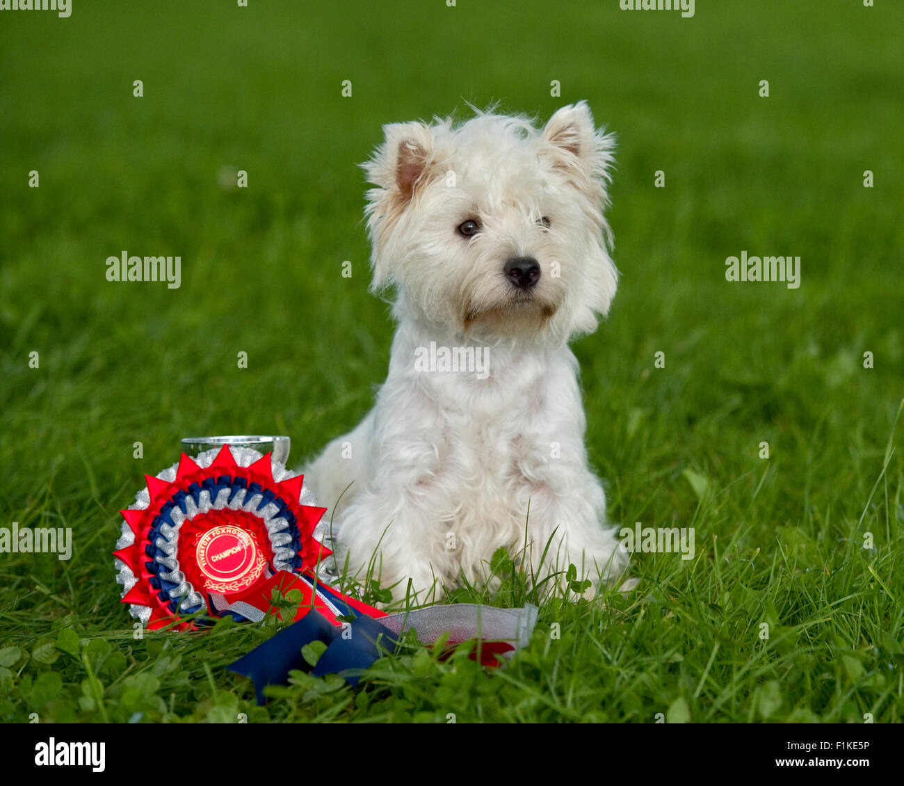 west highland white terrier Stock Photo