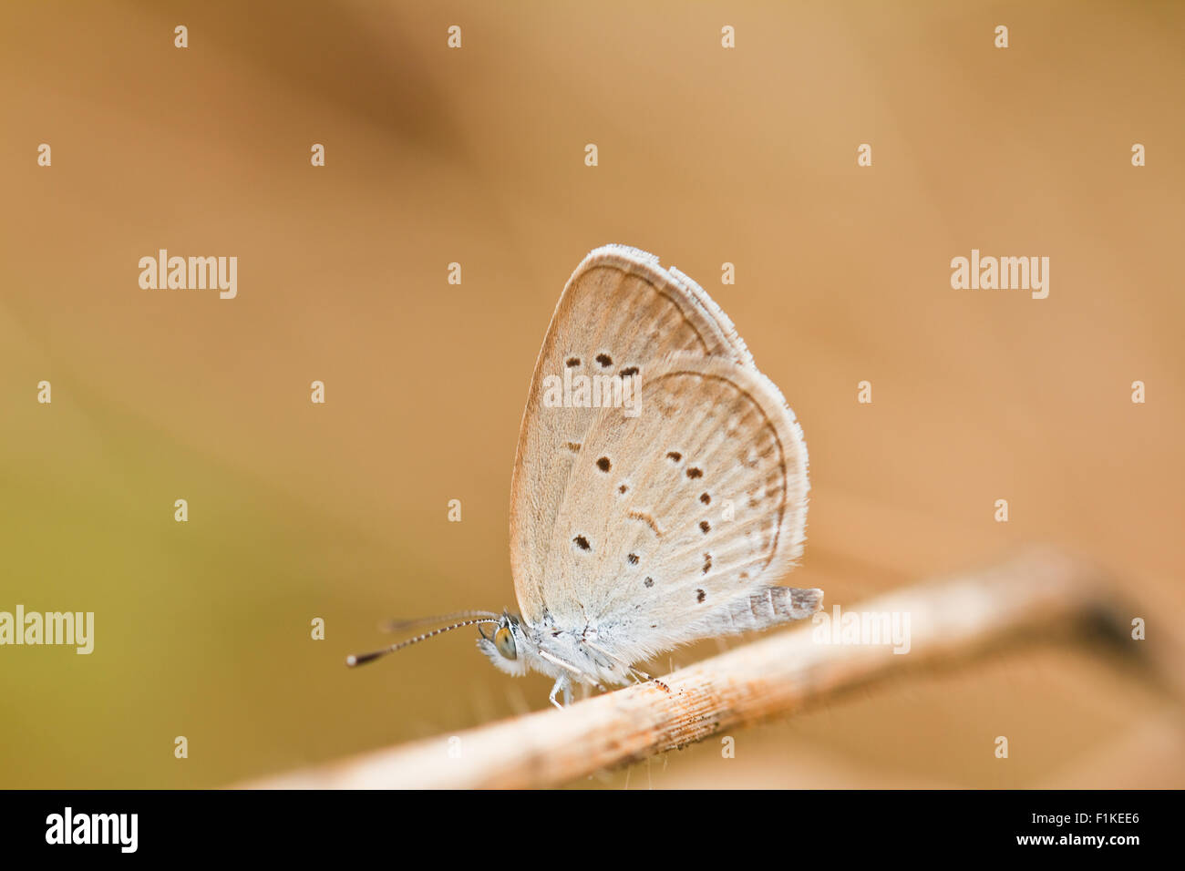 Butterfly on a blade of grass Stock Photo - Alamy