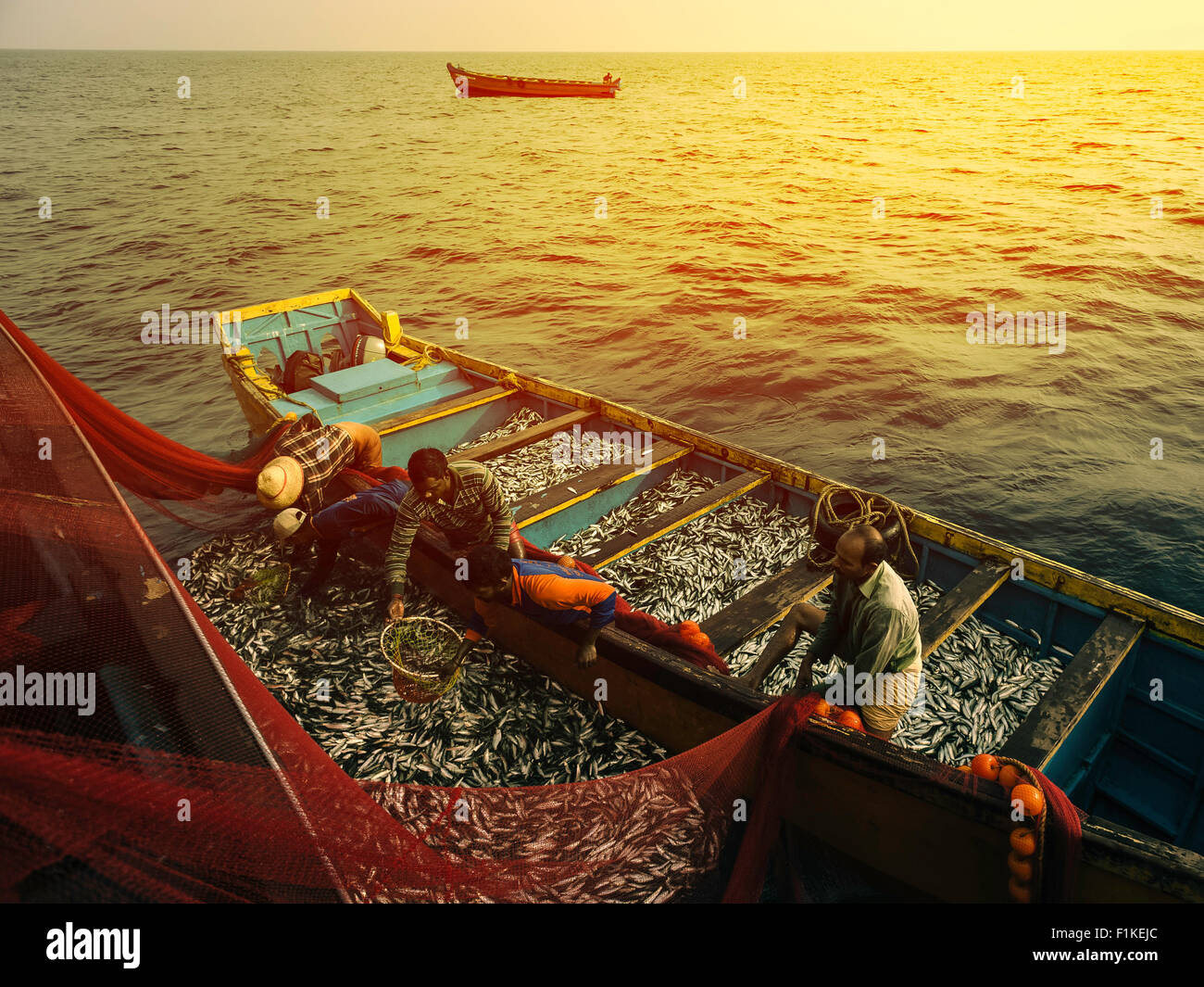 Fishermen haul in catch of sardine in the Arabian Sea off the Malabar Coast at sunset . Stock Photo