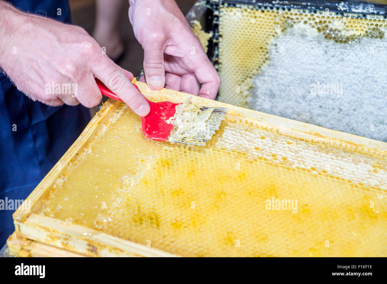 A beekeeper uses an unccaping fork to scrape along the honeycomb and ...