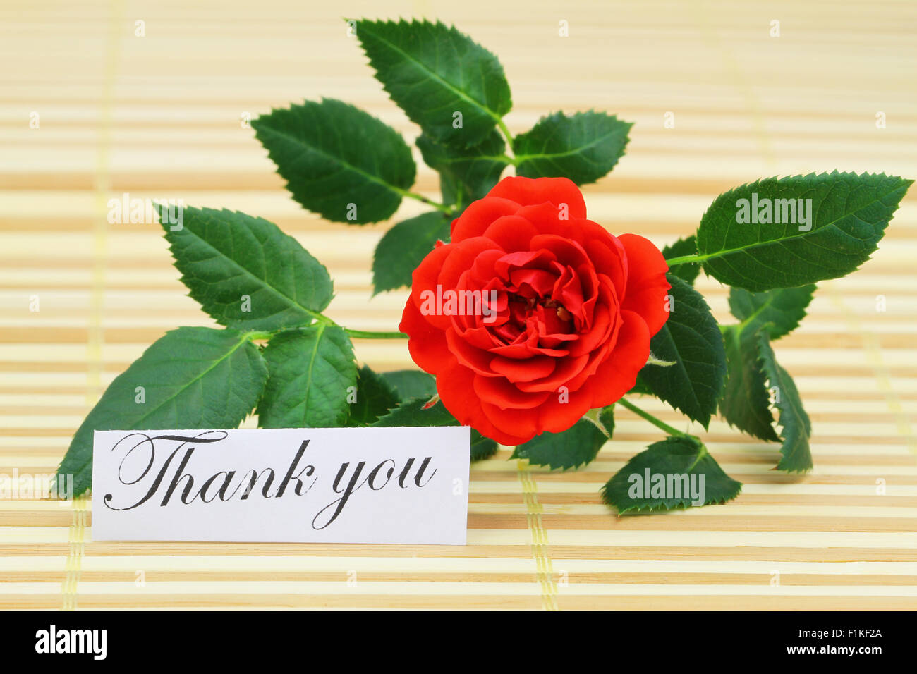 Thank you card with red wild rose Stock Photo - Alamy