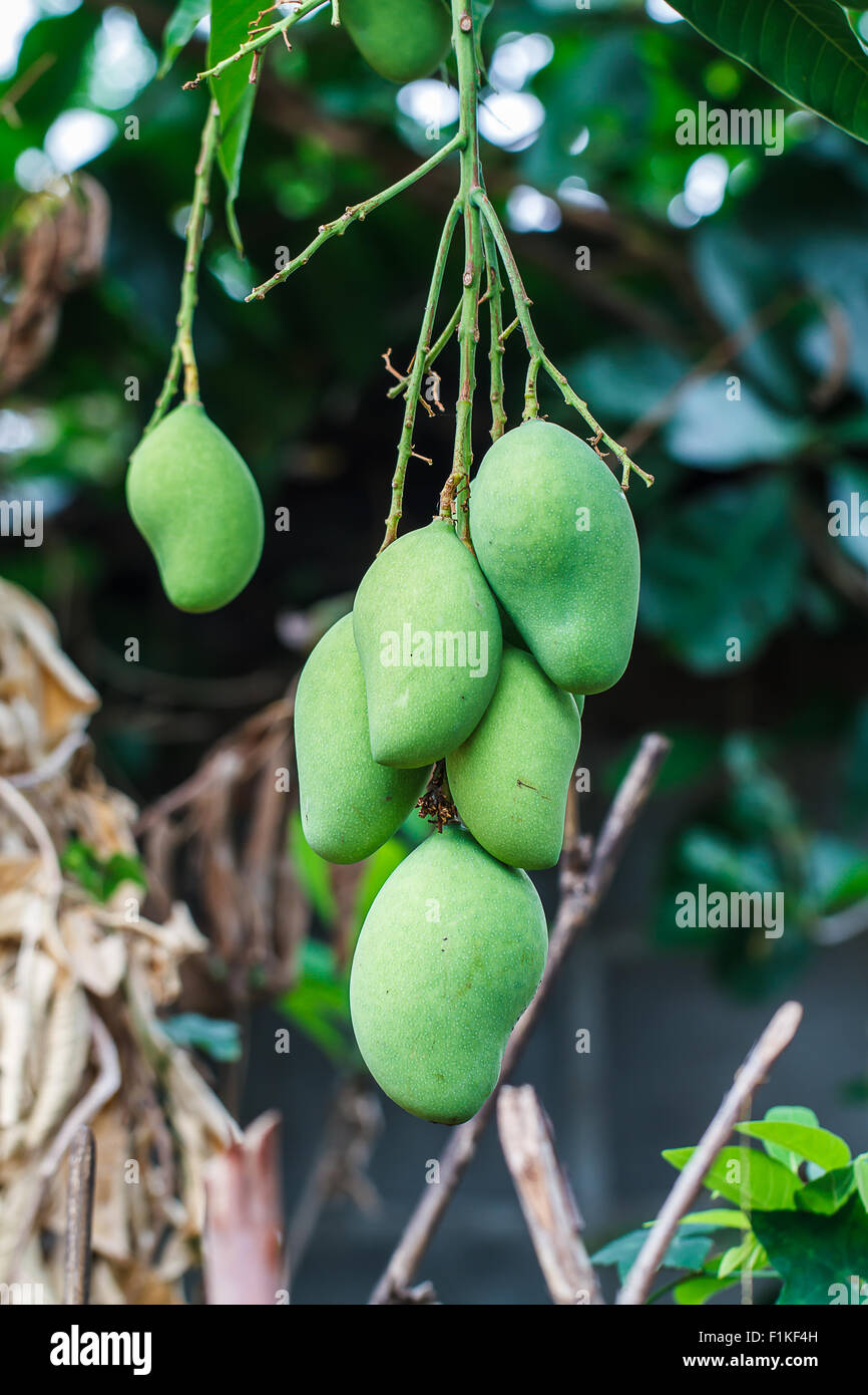 Green mango fruit is growing on a tree Stock Photo