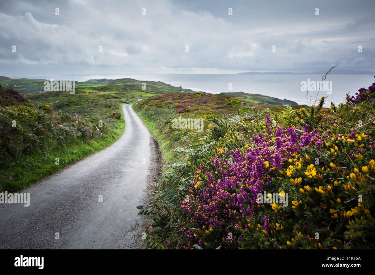 Road on Cape Clear island off the coast of Cork, south west coast of Ireland, lined with purple heather and yellow gorse flowers Stock Photo