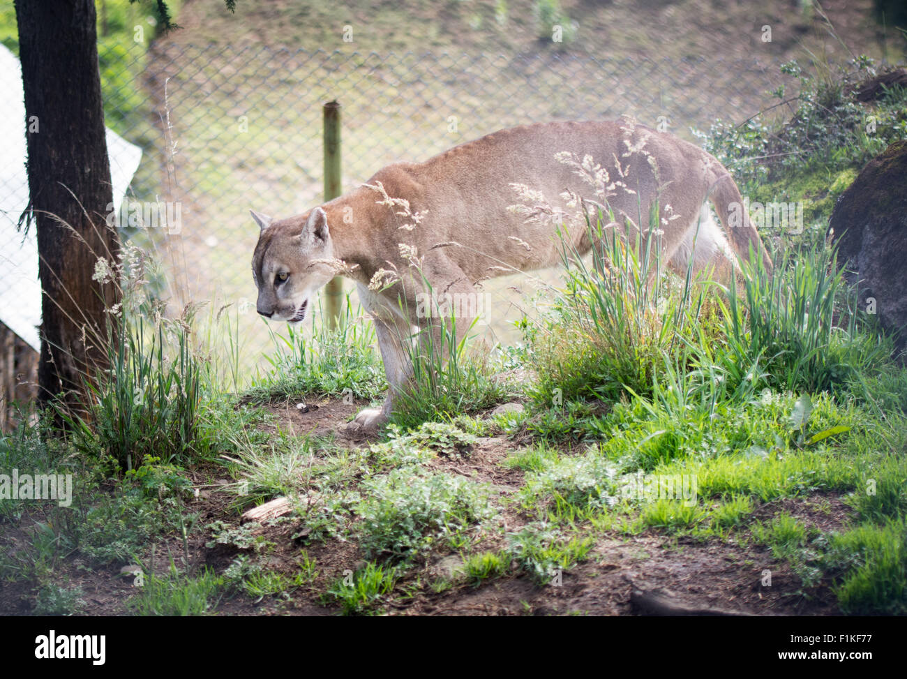 Captive Puma (Puma Concolor) at Granja Porcon near Cajamarca in northern  Peru Stock Photo - Alamy