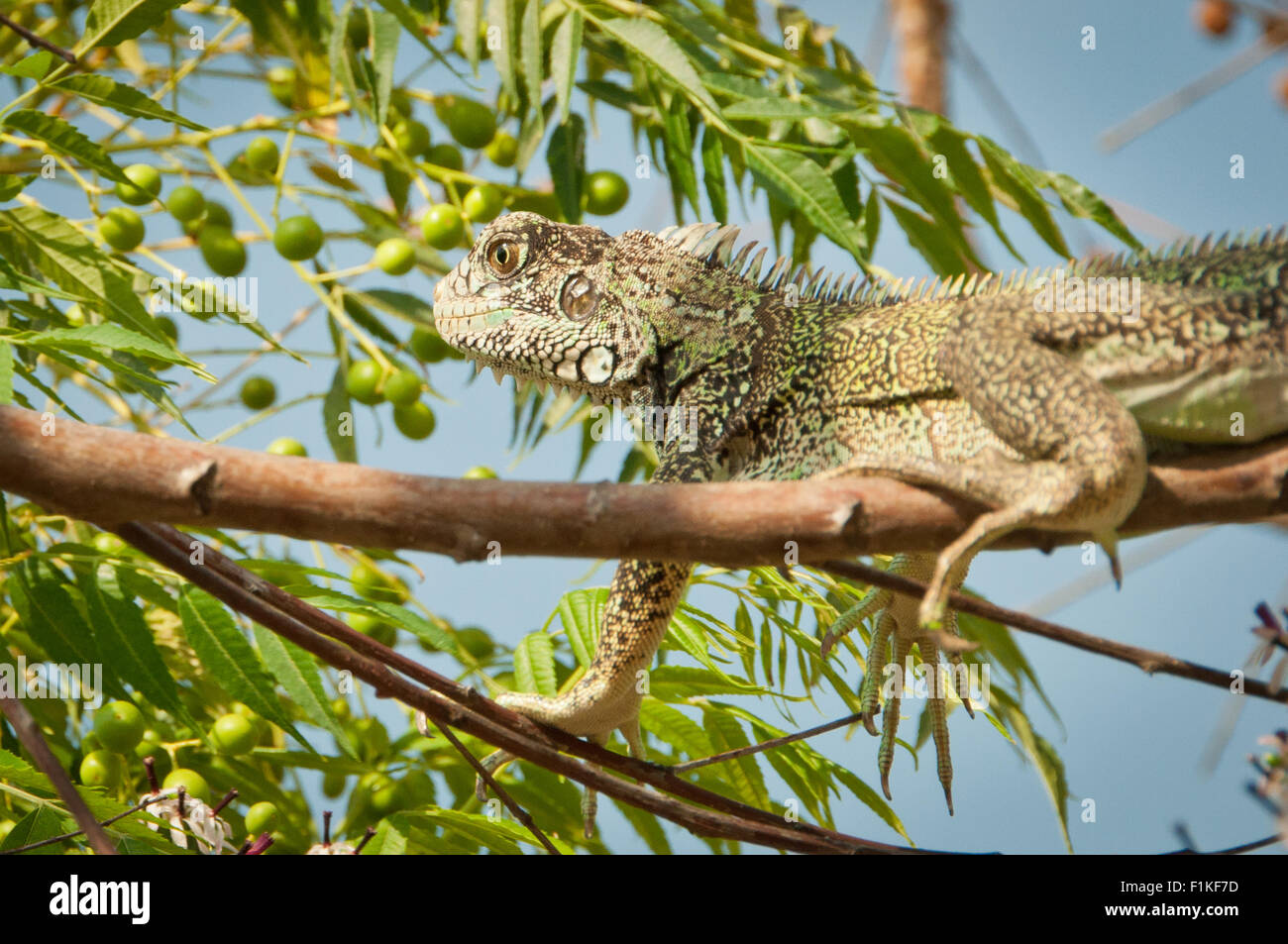 Green Iguana (Iguana iguana) on a fruit tree in the Cerros de Amotape in Tumbes region of northern Peru Stock Photo