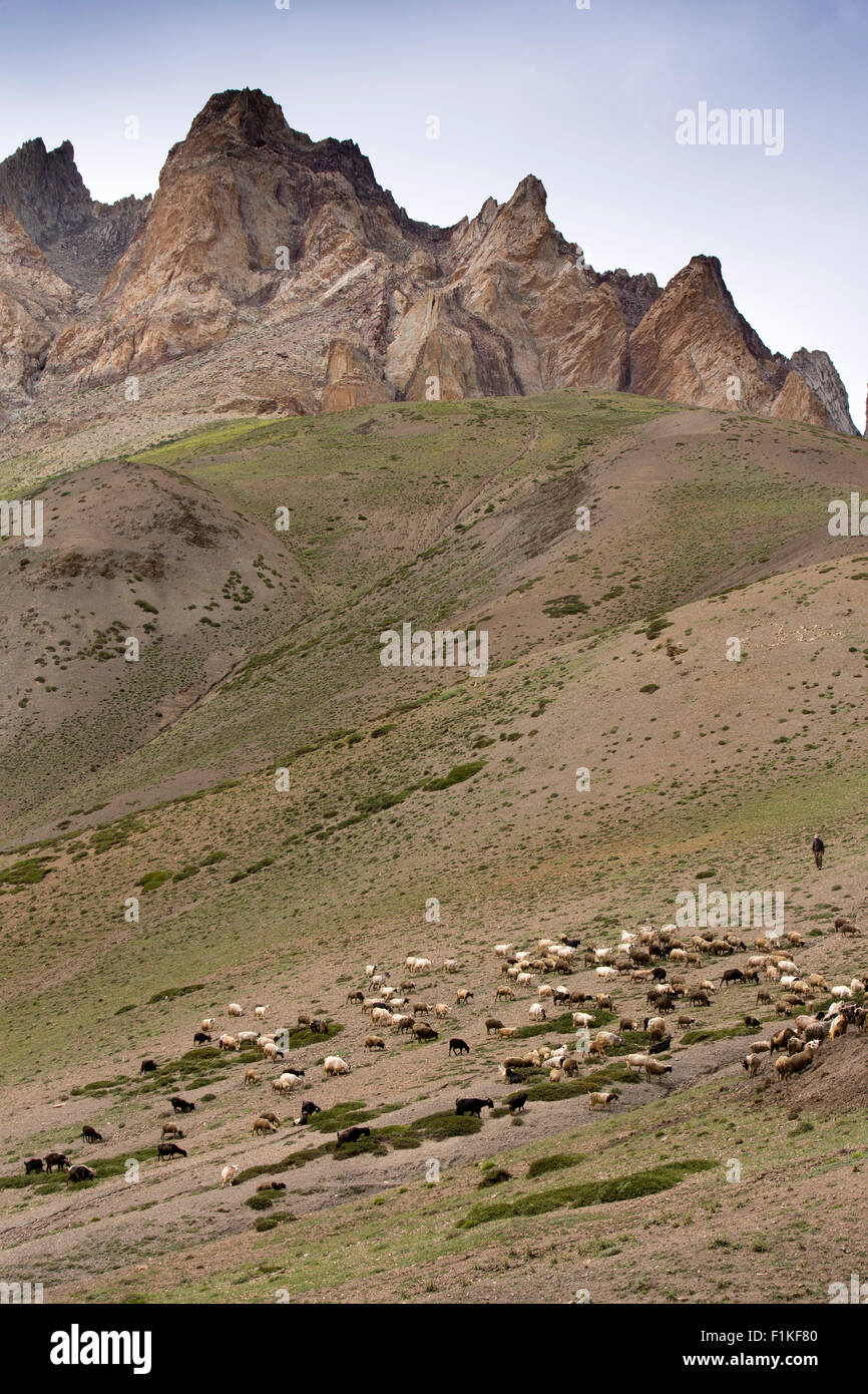 India, Jammu & Kashmir, Fotu La Pass, herd of pashmina goats grazing on hillside high altitude summer pasture Stock Photo