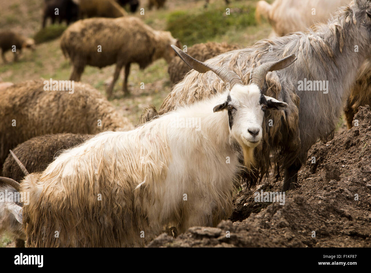 India, Jammu & Kashmir, Fotu La Pass, herd of pashmina goats grazing on sparse high altitude summer pasture Stock Photo
