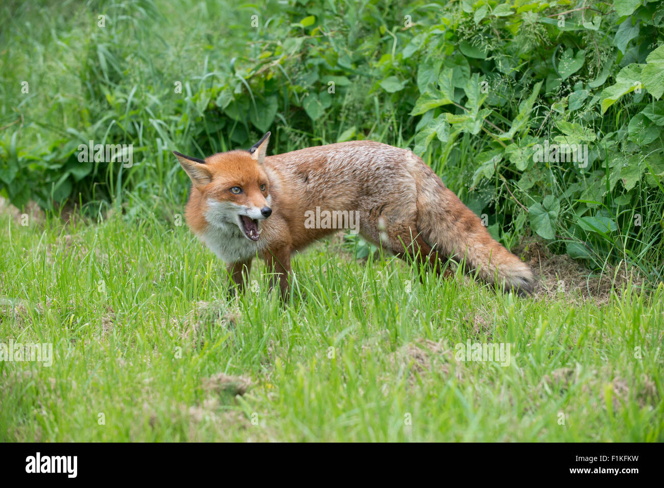 Fox: Vulpes vulpes. Captive animal Stock Photo