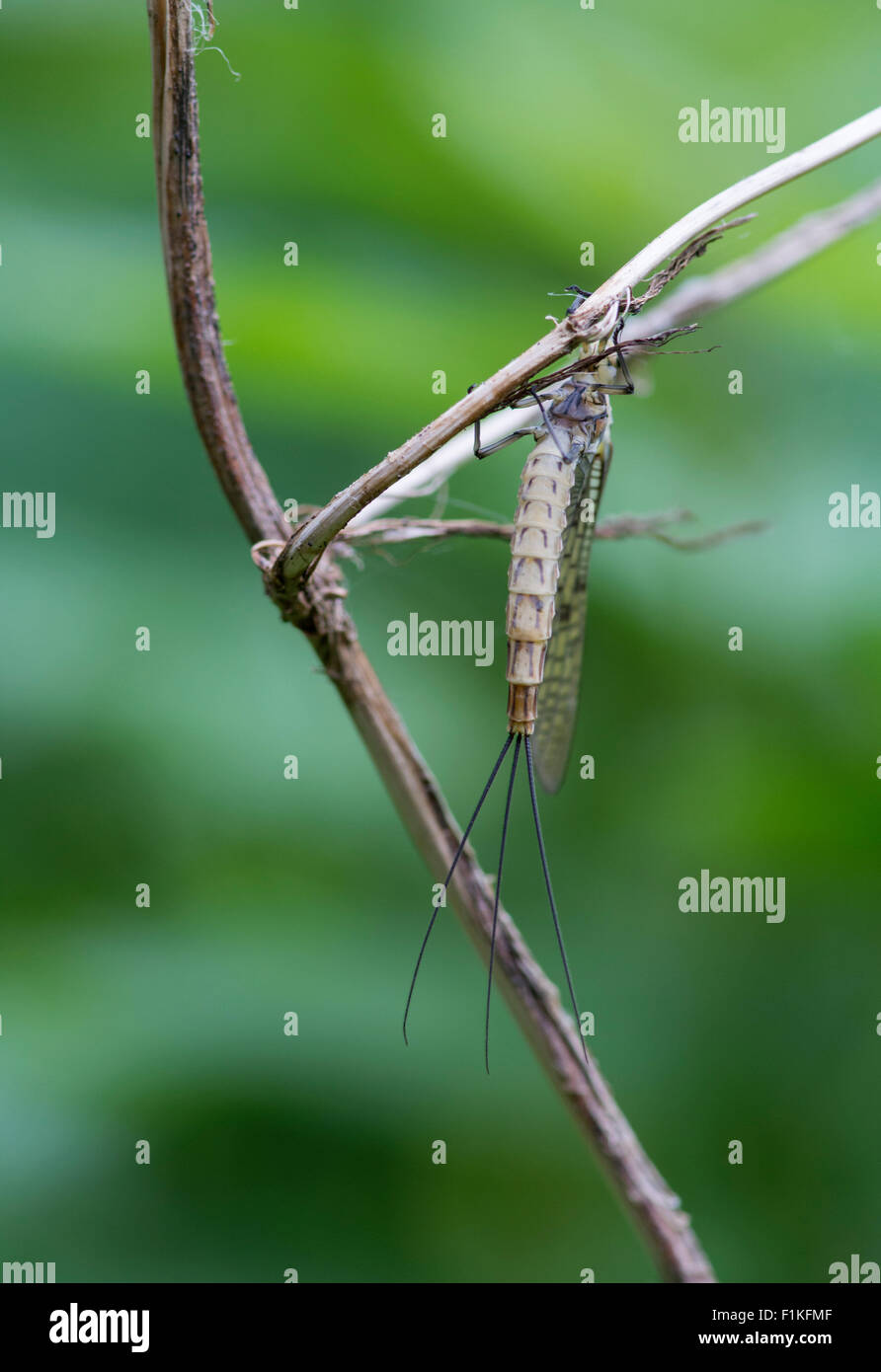 Mayfly: Ephemera danmica. Surrey, England. Showing characteristic 3 'tails' Stock Photo