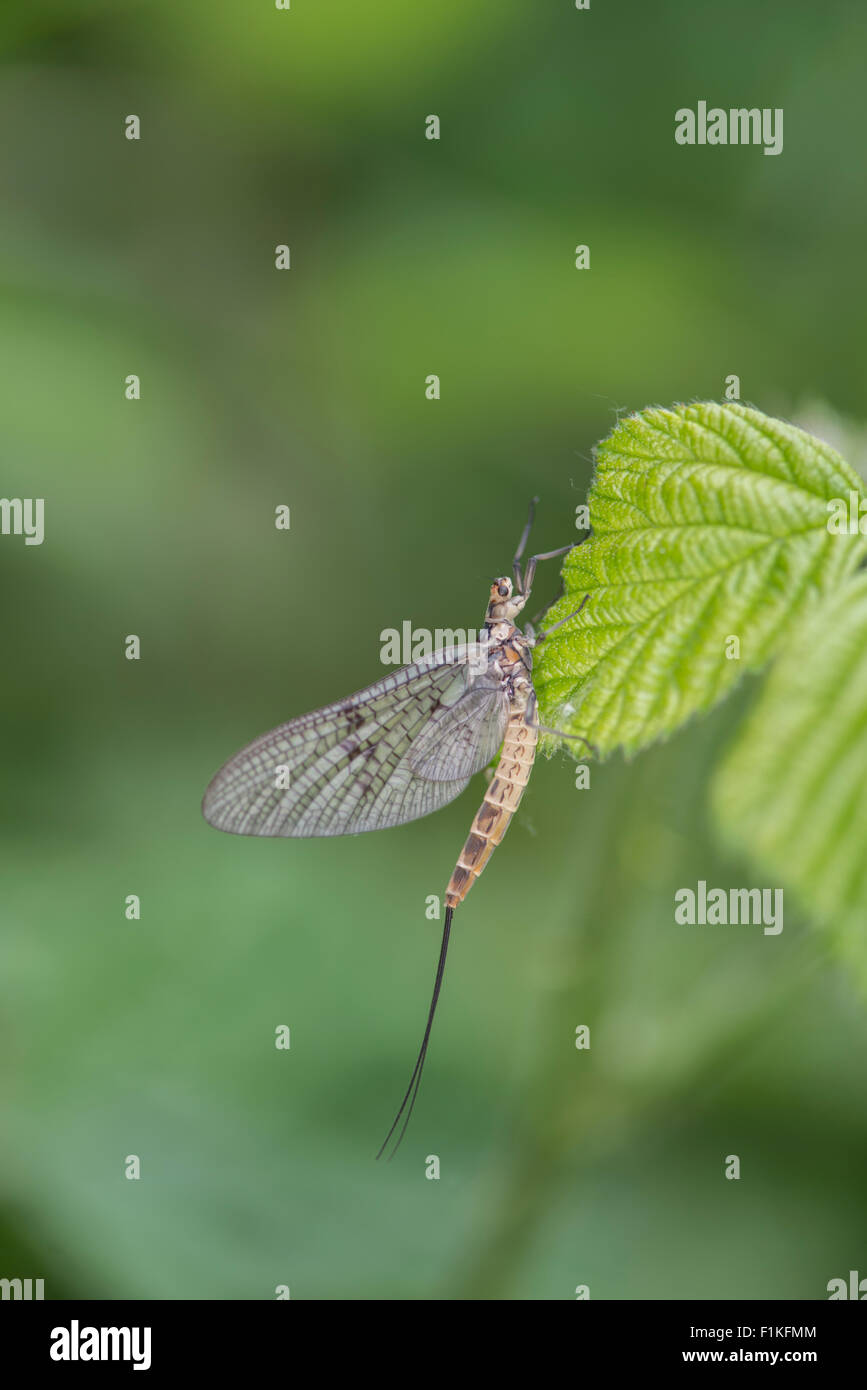 Mayfly: Ephemera danica Stock Photo