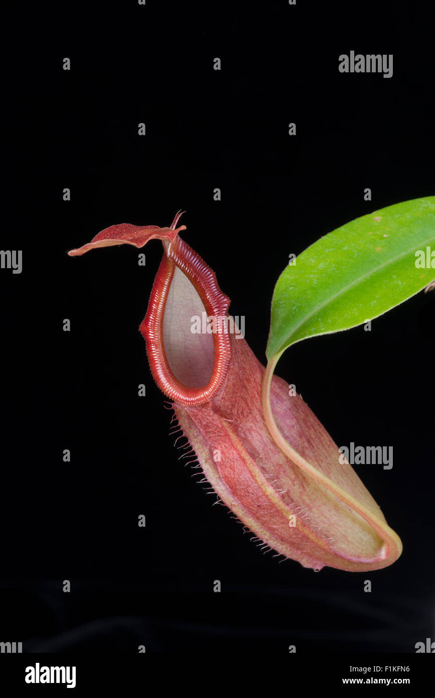 Monkey Cup: Nepenthes spatulata x dubia Stock Photo