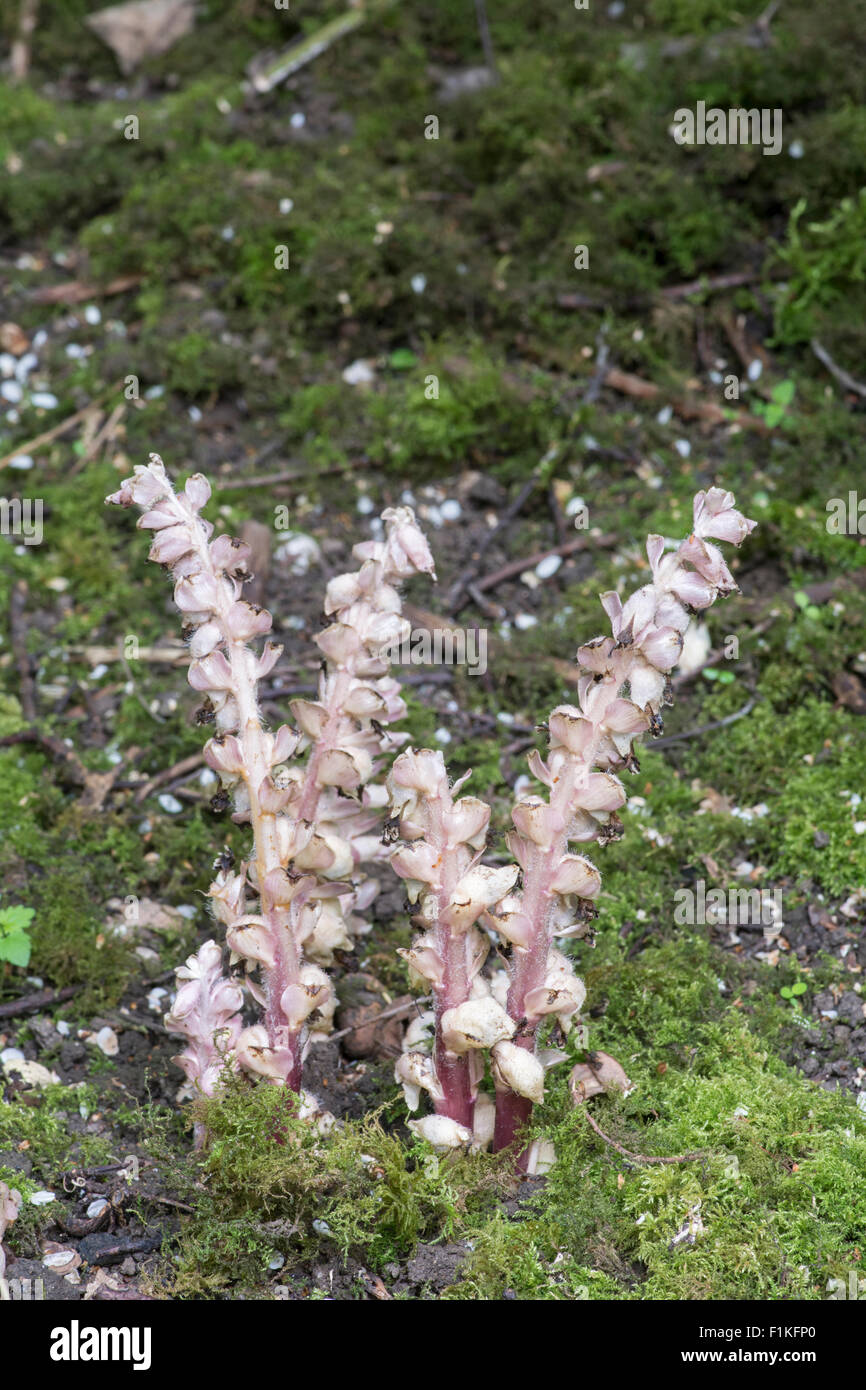 Toothwort: Lathraea squamaria. Parasite on Hazel roots.  Surrey, England Stock Photo