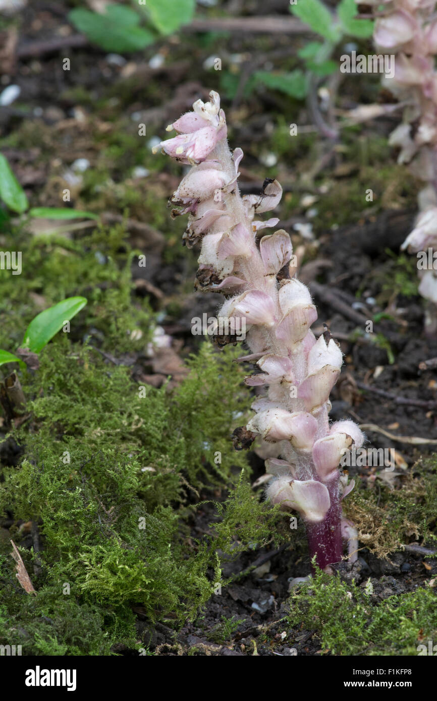 Toothwort Root Toothwort: Lathraea squamaria. Parasite on Hazel roots. Surrey, England ...