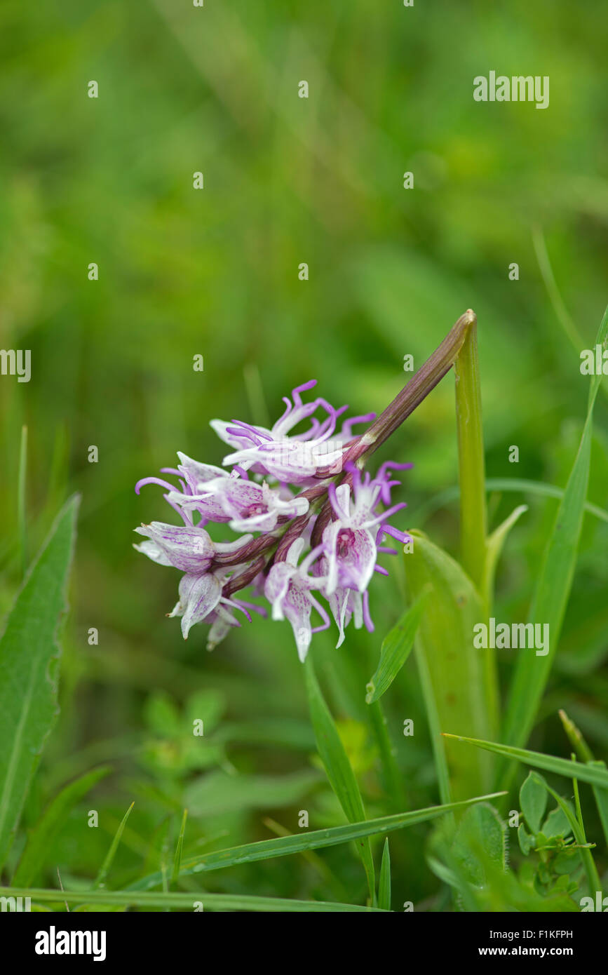 Monkey Orchid: Orchis simia. Buckinghamshire, England. Trampled by careless photographer. Stock Photo