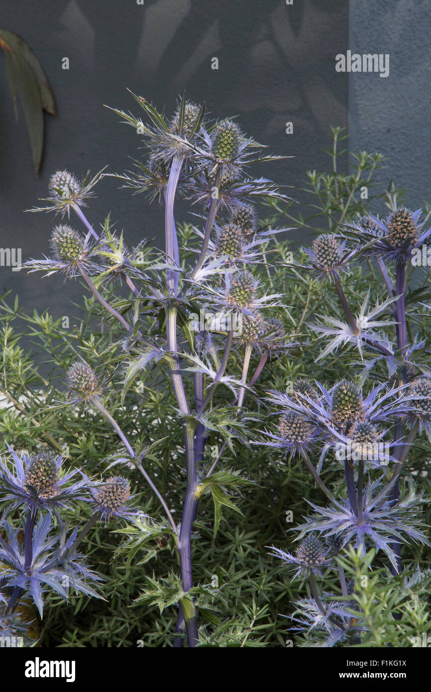 Eryngium picos blue High Resolution Stock Photography and Images Alamy