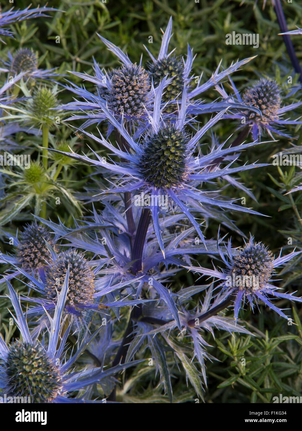 Eryngium bourgatii Picos Blue Healing Urban Garden, Designer Rae