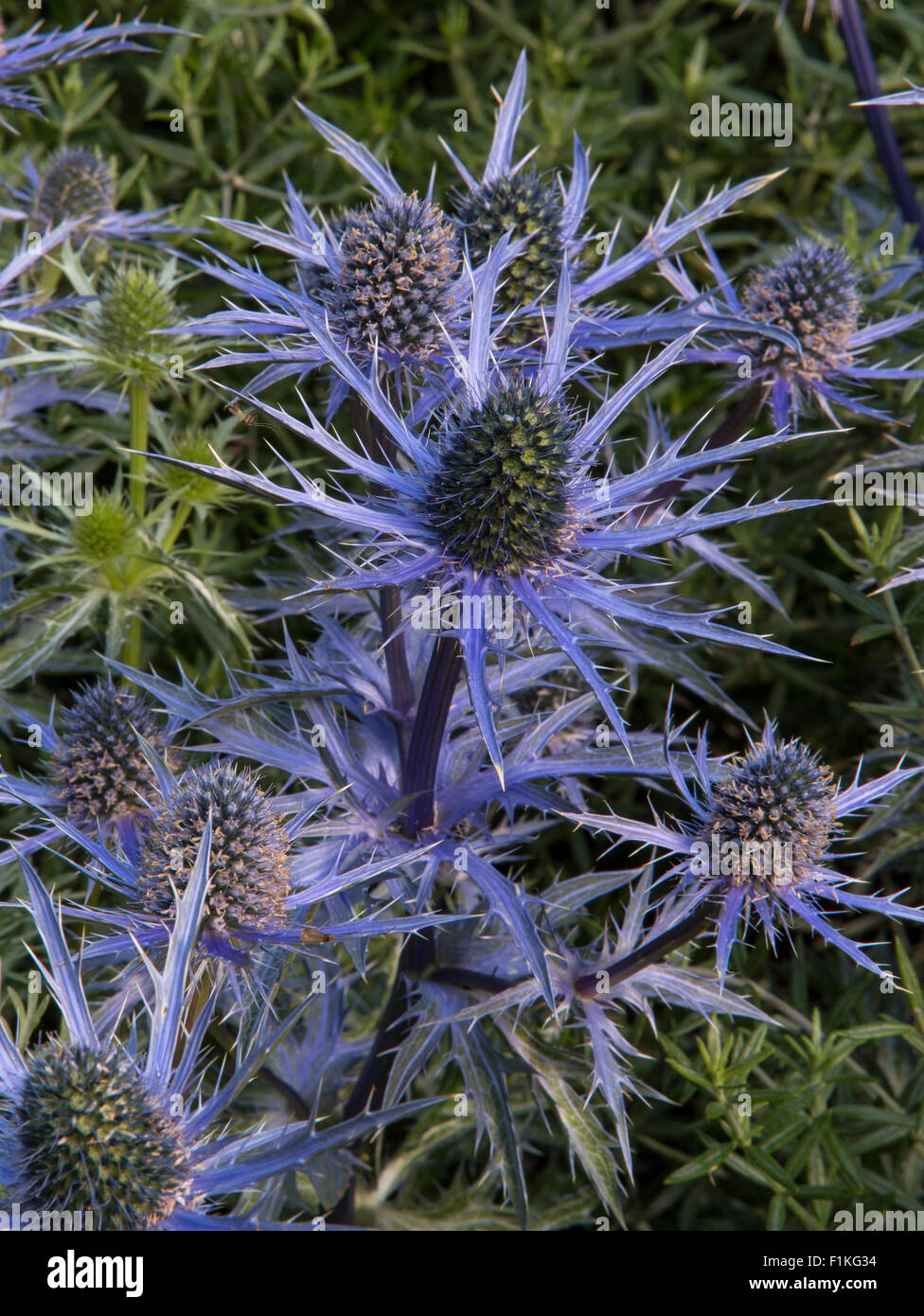 Eryngium bourgatii Picos Blue Healing Urban Garden, Designer Rae Wilkinson, Sponsor Living Landscapes Stock Photo