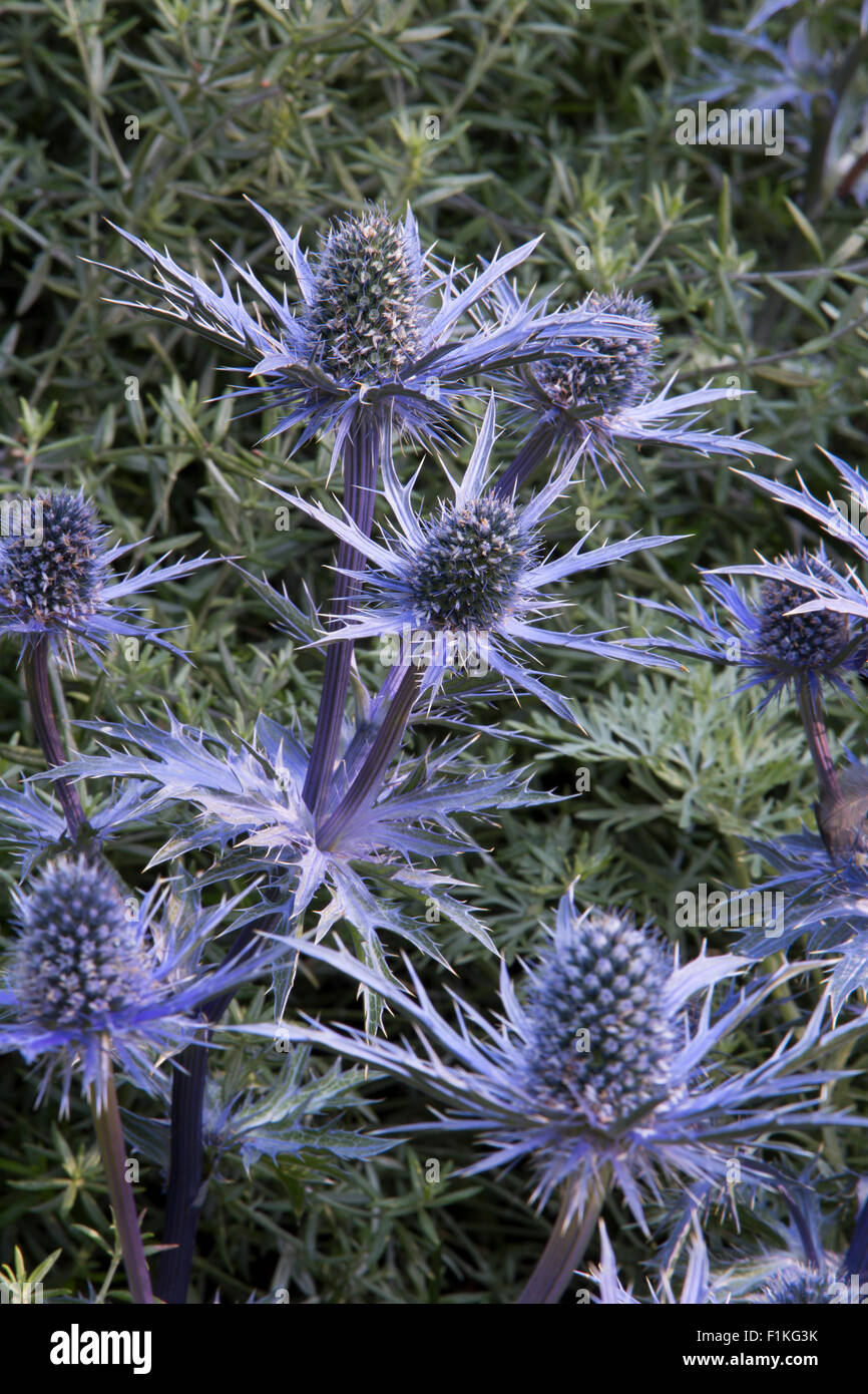 Eryngium bourgatii Picos Blue Healing Urban Garden, Designer Rae