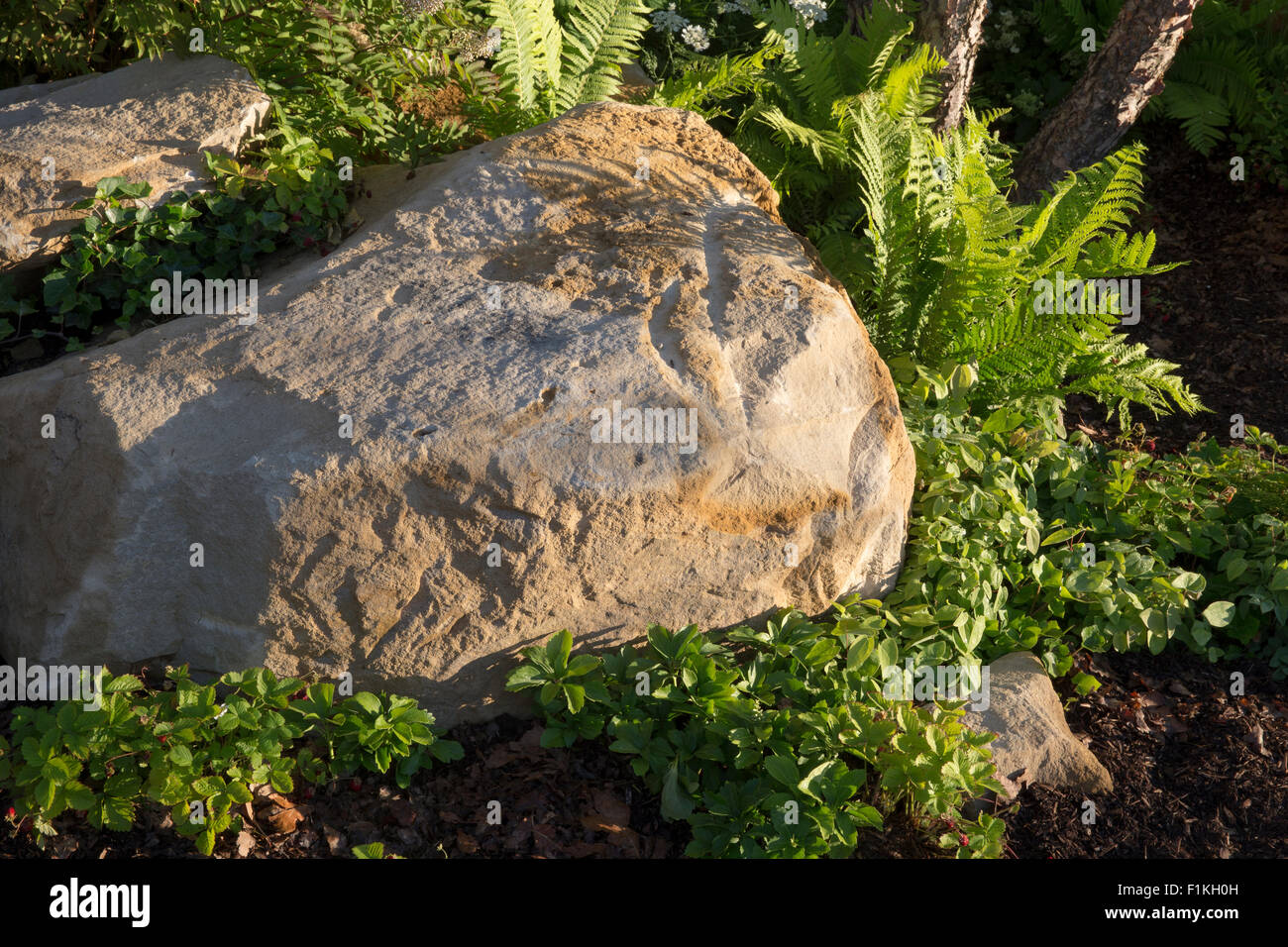 garden with stone boulder hard landscaping in shady shaded area with green ferns UK Stock Photo