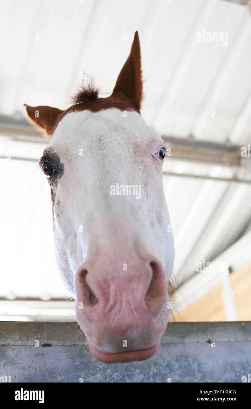 A horse with different colored eyes. Stock Photo