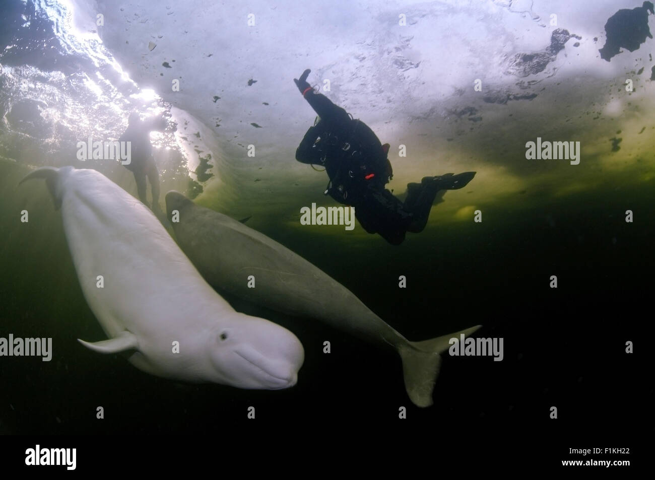 White Sea, Arctic, Russia. 15th Oct, 2014. Ice diving with the Beluga whale (Delphinapterus leucas) in Russian Arctic © Andrey Nekrasov/ZUMA Wire/ZUMAPRESS.com/Alamy Live News Stock Photo