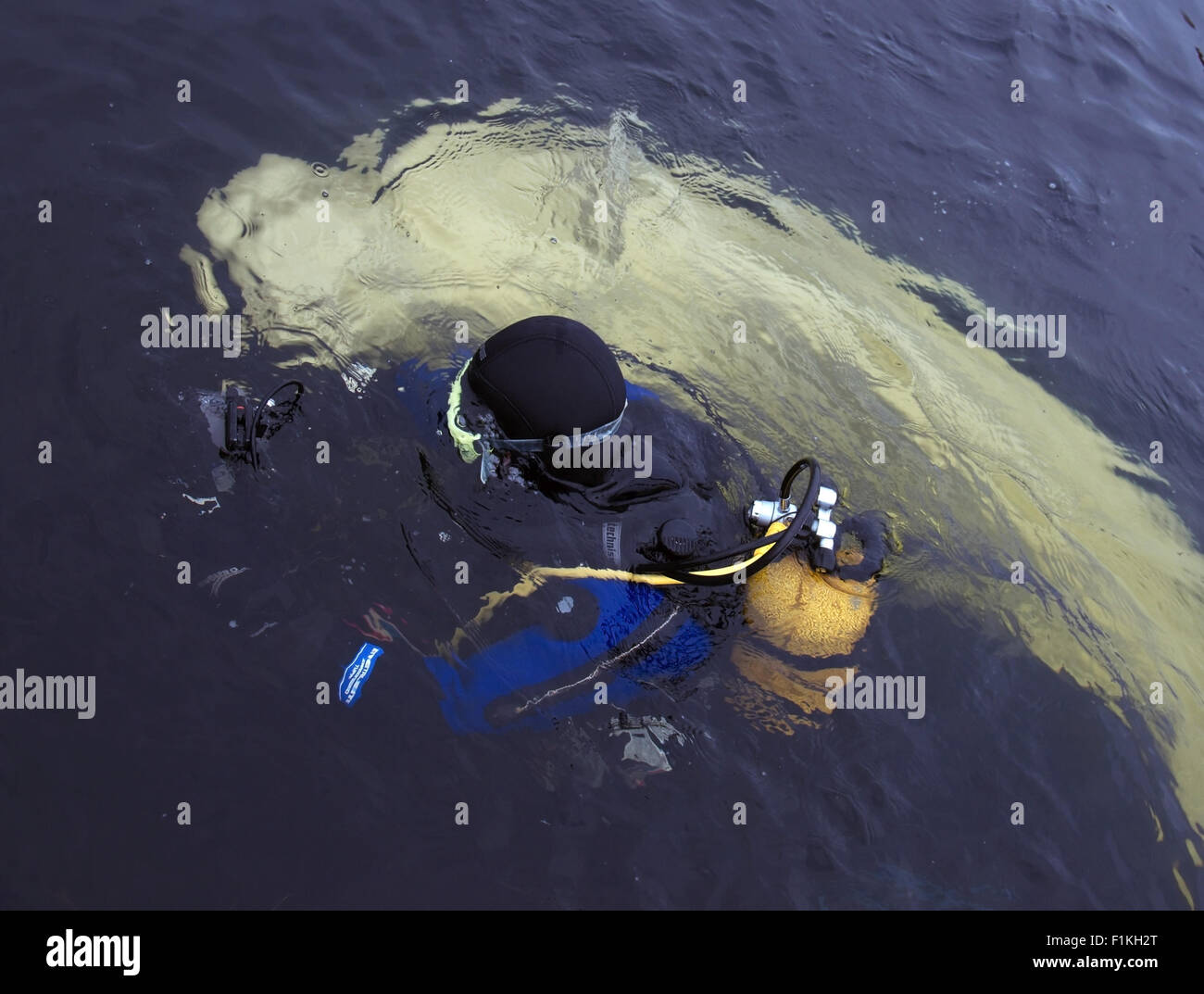 White Sea, Arctic, Russia. 15th Oct, 2014. Beluga (Delphinapterus leucas) Arctic, Russia, Kareliya, White sea © Andrey Nekrasov/ZUMA Wire/ZUMAPRESS.com/Alamy Live News Stock Photo