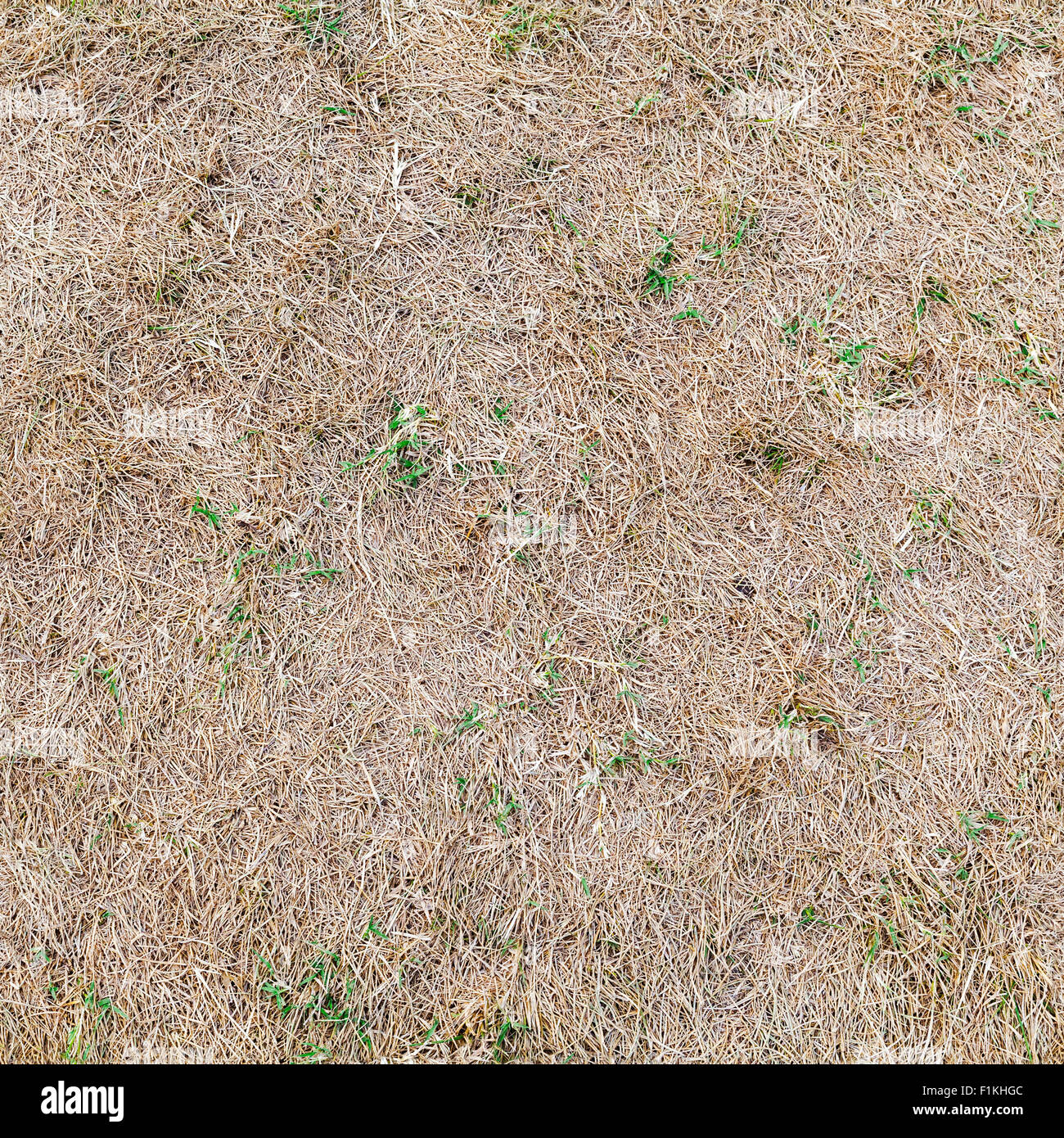 Dry grass with green plants, square seamless background photo texture Stock Photo