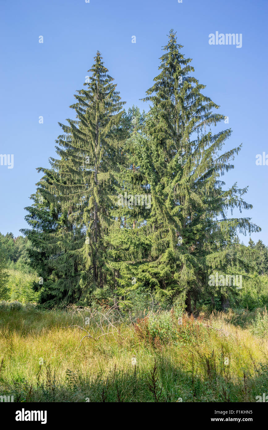 Two big spruce tree trees Picea abies Stock Photo