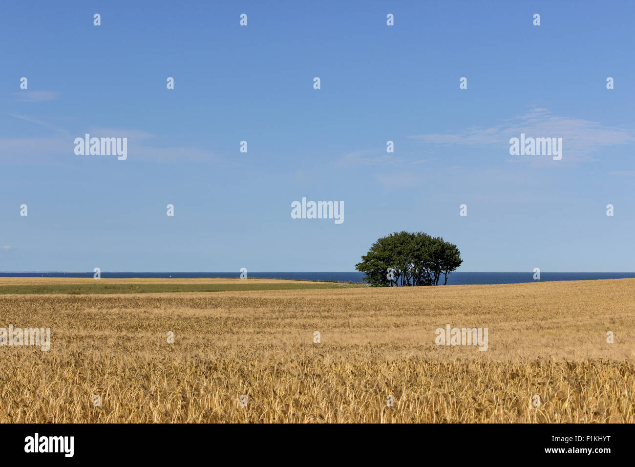 Landscape with tree and field of grain Stock Photo - Alamy