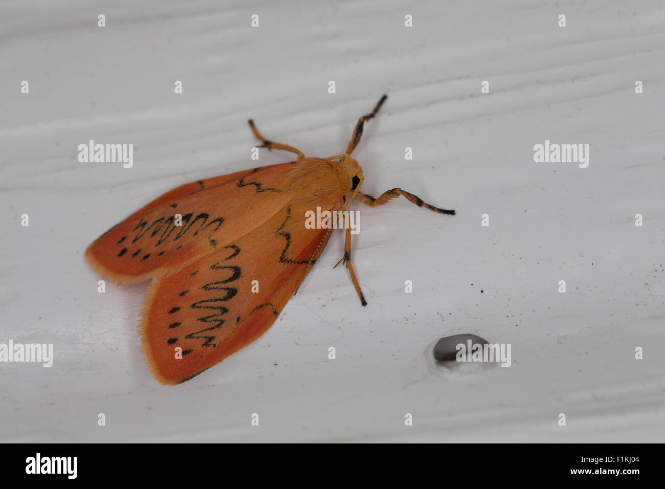 Rosy Footman, Rosen-Flechtenbärchen, Rosenmotte, Rosaroter Flechtenbär, Miltochrista miniata, Phalaena rosacea, La rosette Stock Photo