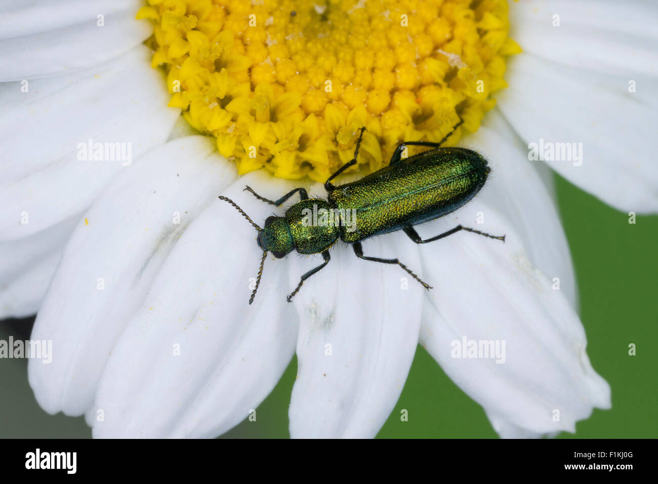 Soft-winged flower beetle, Wollhaarkäfer, Psilothrix viridicoeruleus, Psilothrix viridicoerulea, Dasytidae, Melyridae Stock Photo