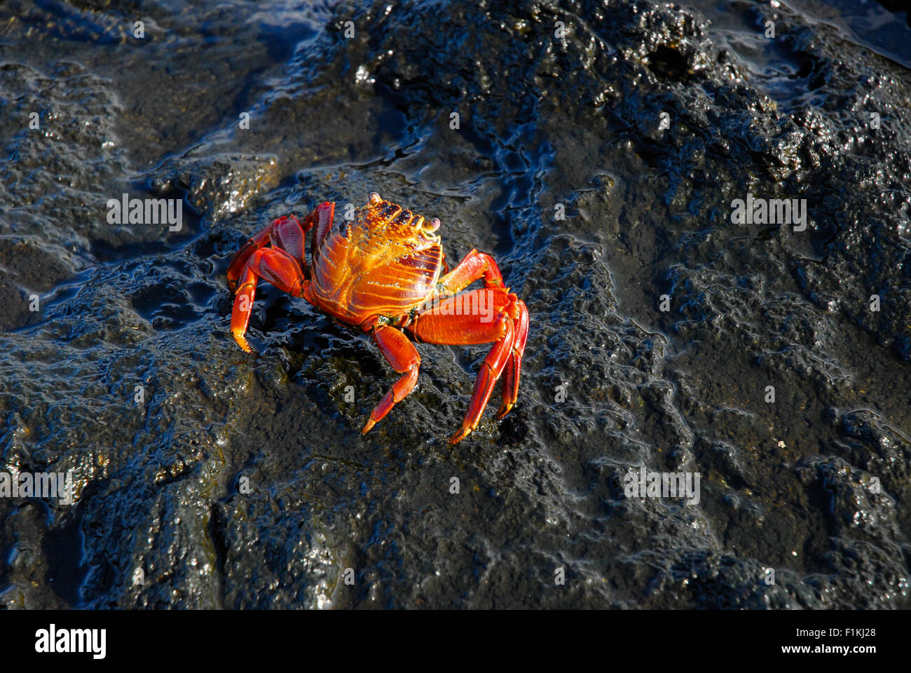 Sally lightfoot crab galapagos islands hi-res stock photography and ...