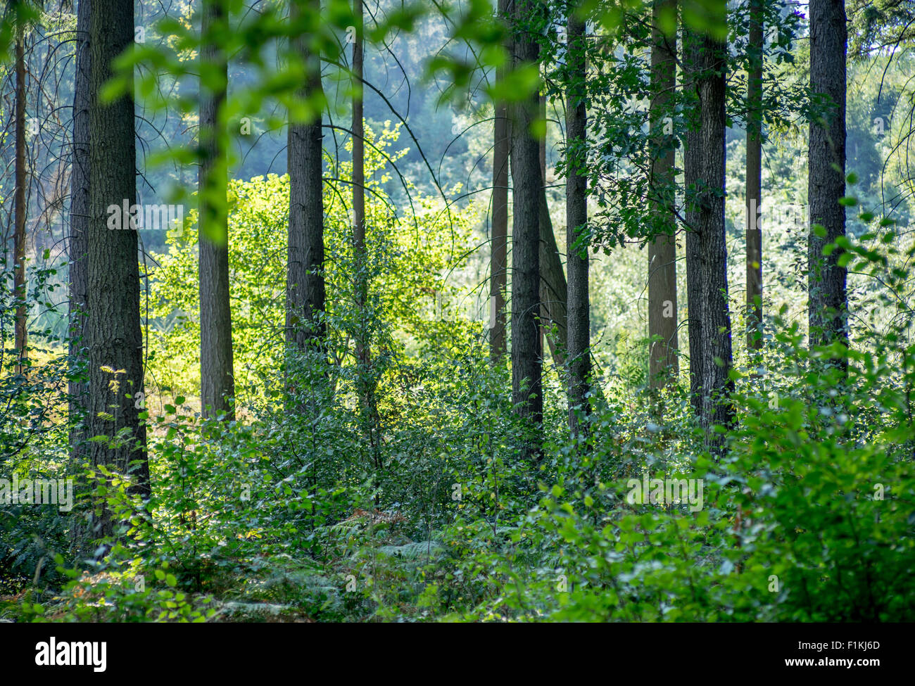 Wild mixed spruce forest in the early morning summer's sun glow Lower Silesia Poland Stock Photo