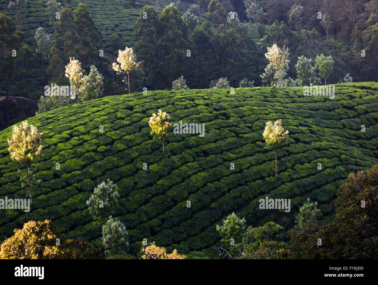 Tea plantation from Pothamedu Overlook, National Highway 49 near Munnar, India. Silver oak trees provide moisture to tea plants. Stock Photo
