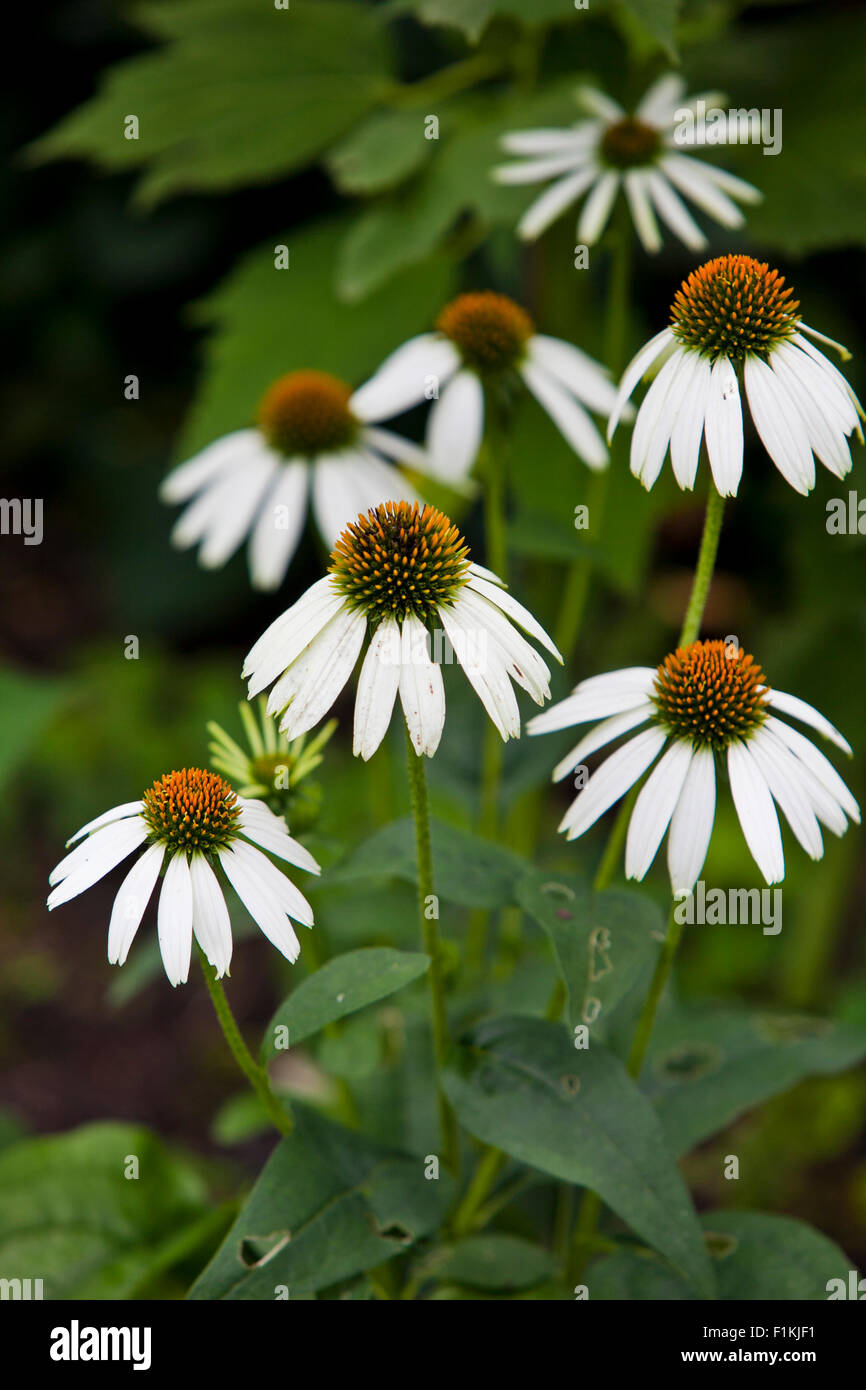Echinacea purpurea ‘White Swan’ flowers blooming on the stem in a garden Stock Photo