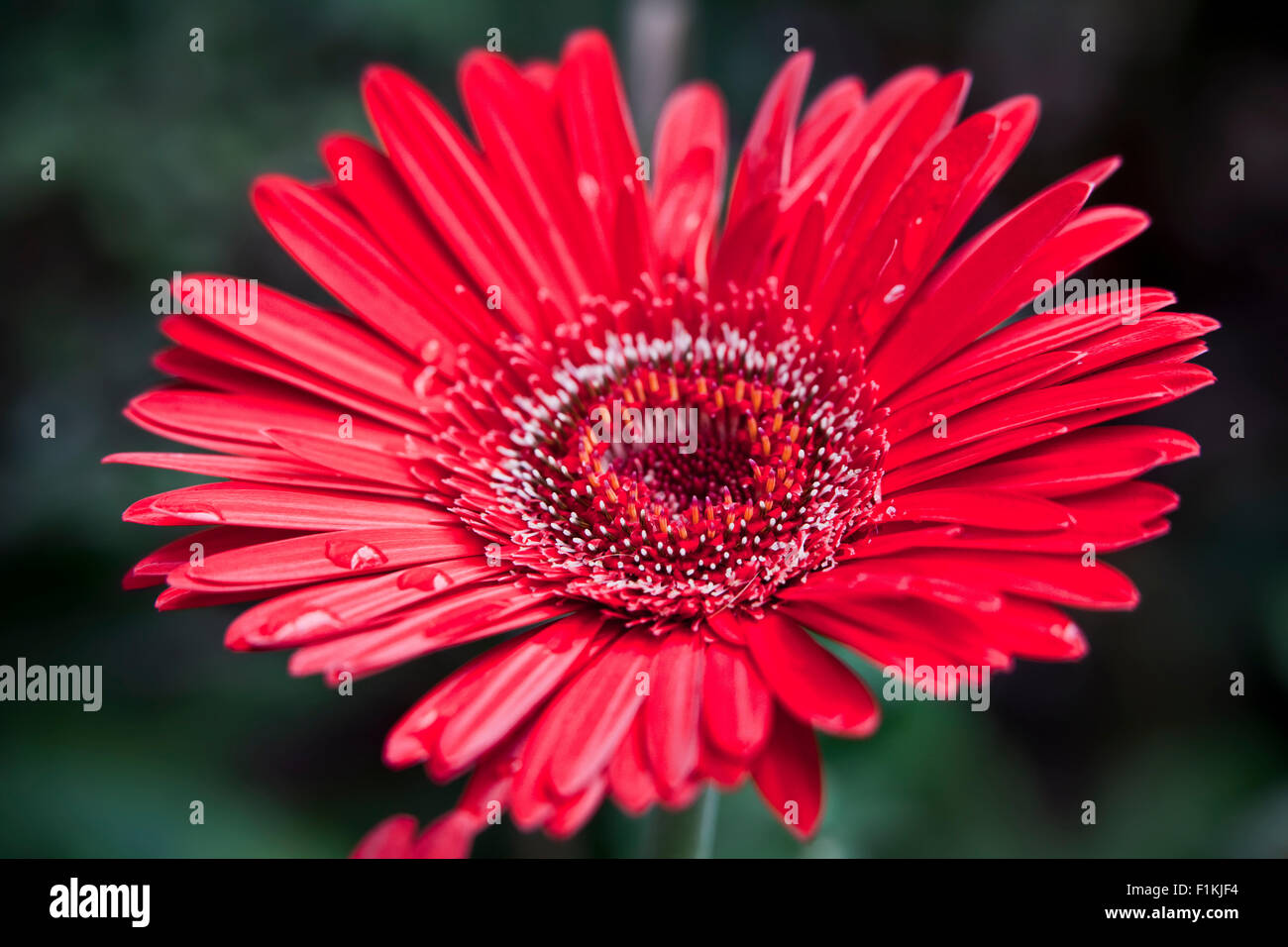 Bright Red Osteospermum, or Asteraceae Family of Flower better known as a African Daisy Stock Photo