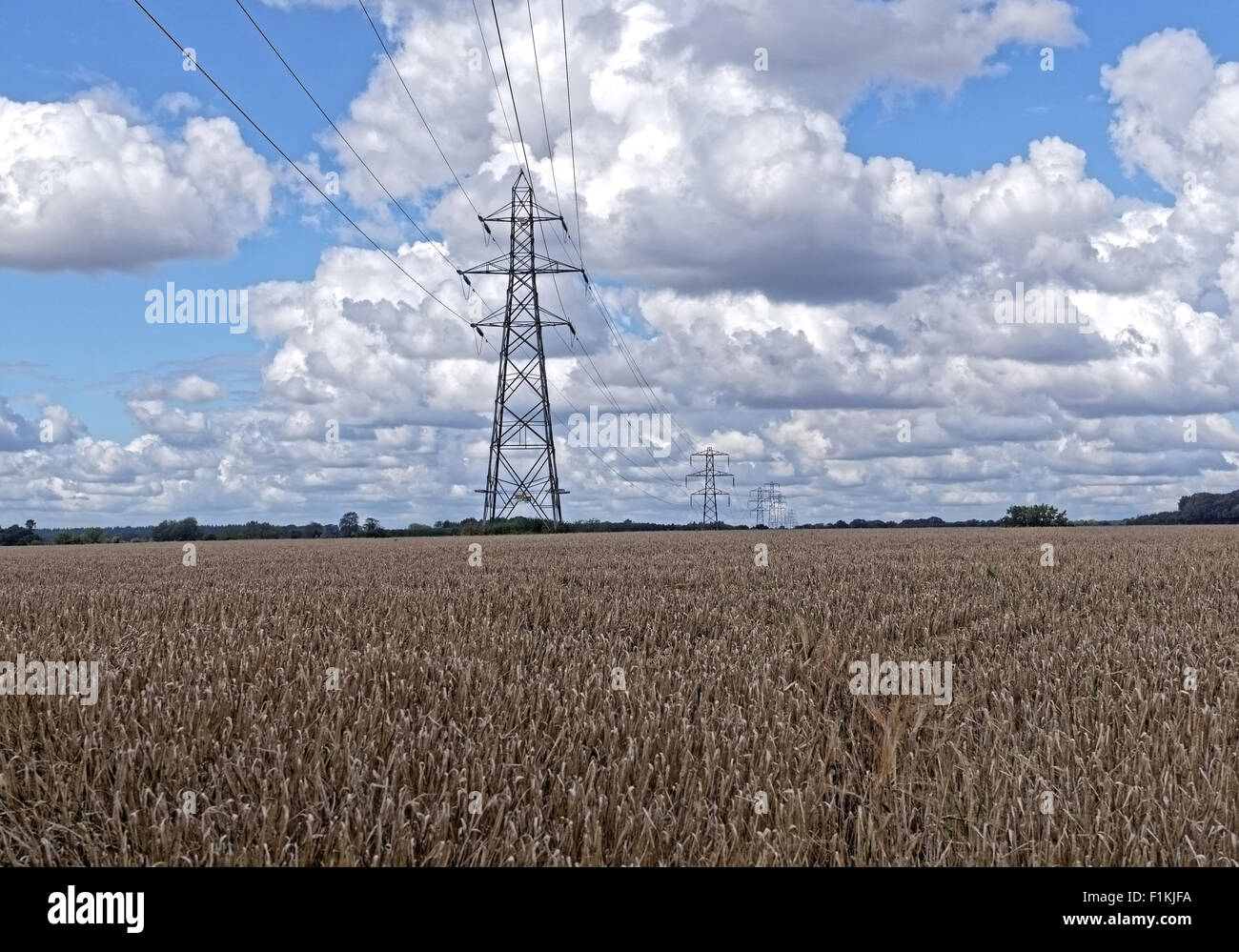 electricity pylons over a ripe corn crop. Stock Photo