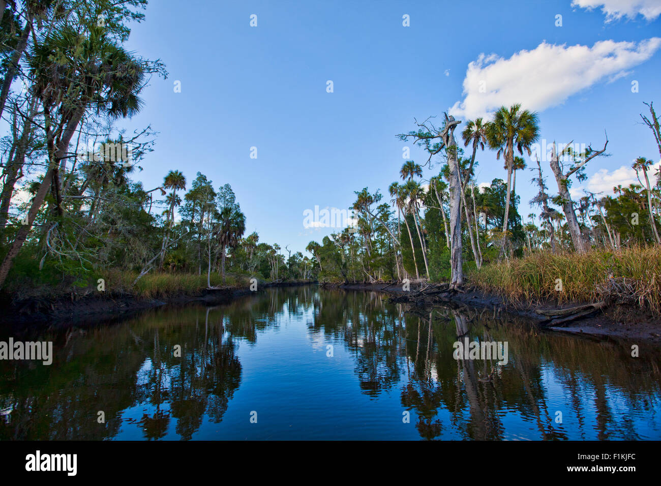 Mud river florida hires stock photography and images Alamy
