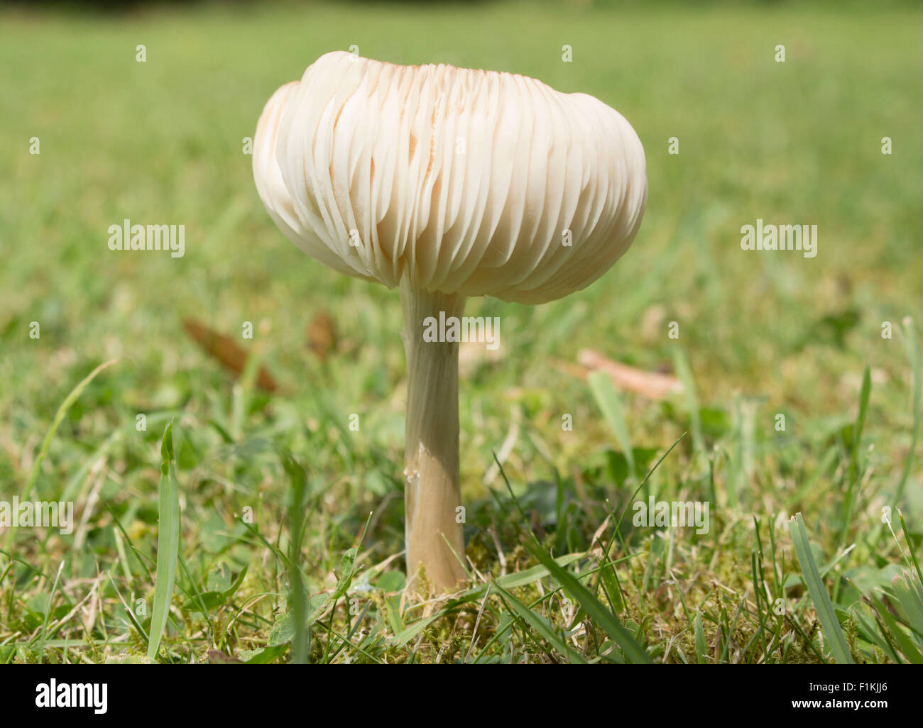 Fairy ring champignon fully open Stock Photo Alamy