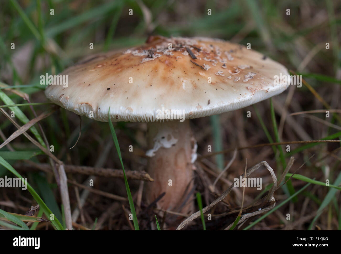 Wild Blusher woodland mushroom Stock Photo