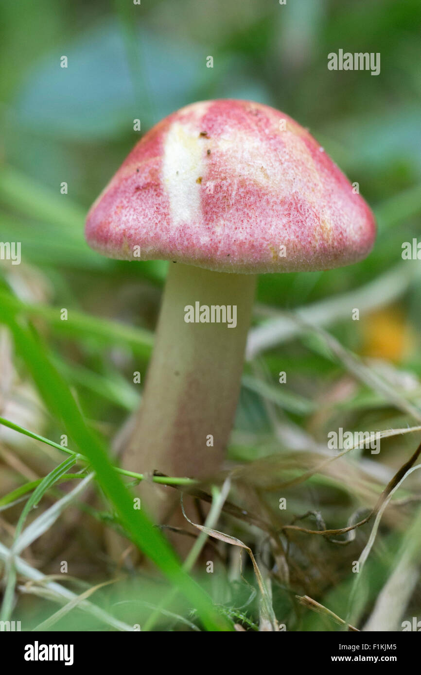 Wild woodland plums and custard mushroom Stock Photo Alamy