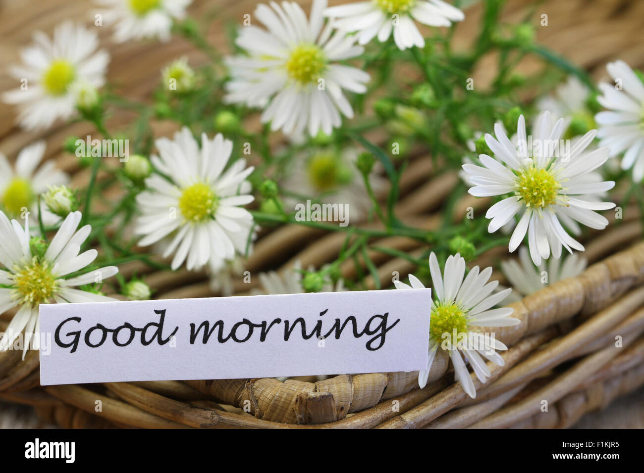 Good Morning Daisy Stock Photos Good Morning Daisy Stock Images